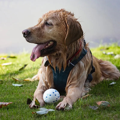 Jouet pour chien indestructible Ballemotive chien mouillé balle entre les pattes
