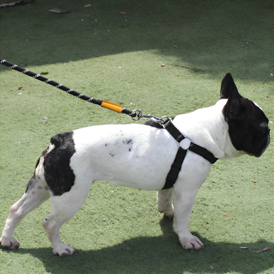Laisse chien | Promenade Sécurisée