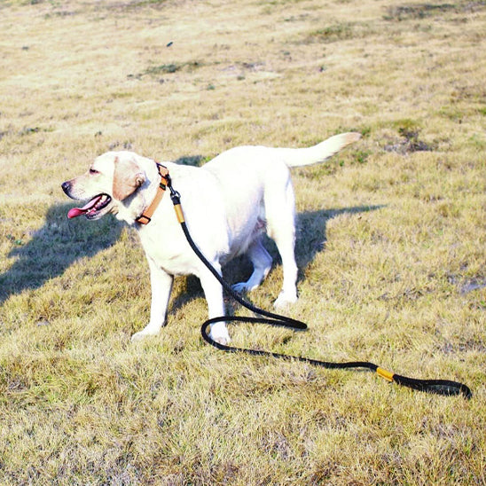Laisse chien | Promenade Sécurisée