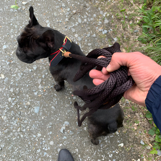 Laisse chien | Promenade Sécurisée
