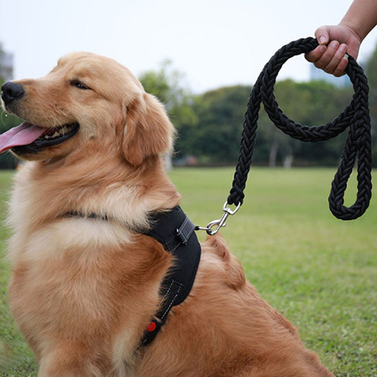 Laisse chien | Ergonomique