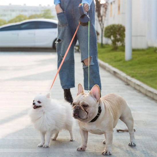 sortie avec deux chiens en laisse double enrouleur