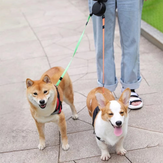 2 chiens sortis avec la laisse double enrouleur