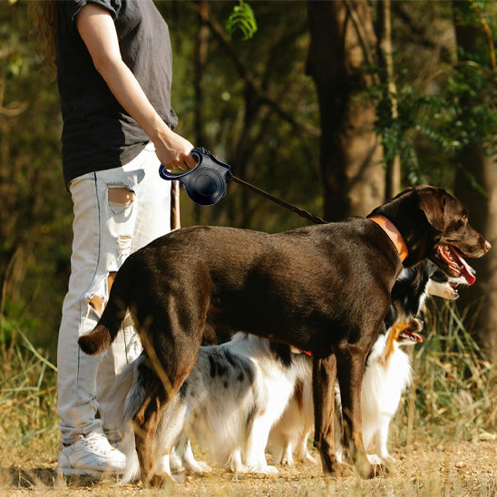 laisse pour chien promenés et heureux en foret