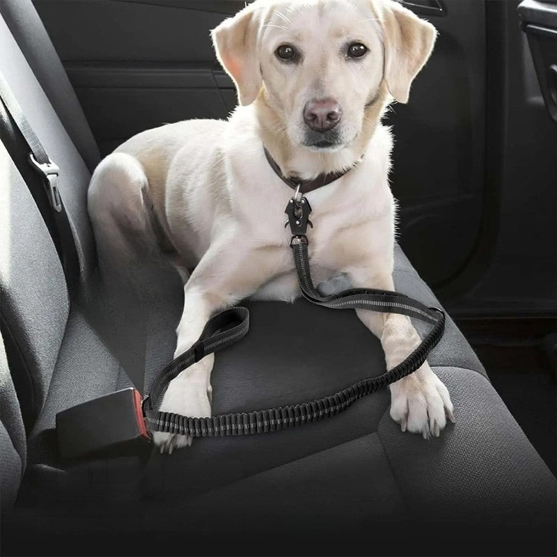 Laisse pour chien comme ceinture de séurité