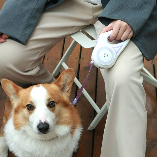 Laisse pour chien | LaissEclaire™