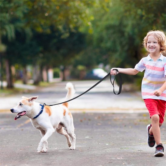 Laisse pour chien promenade