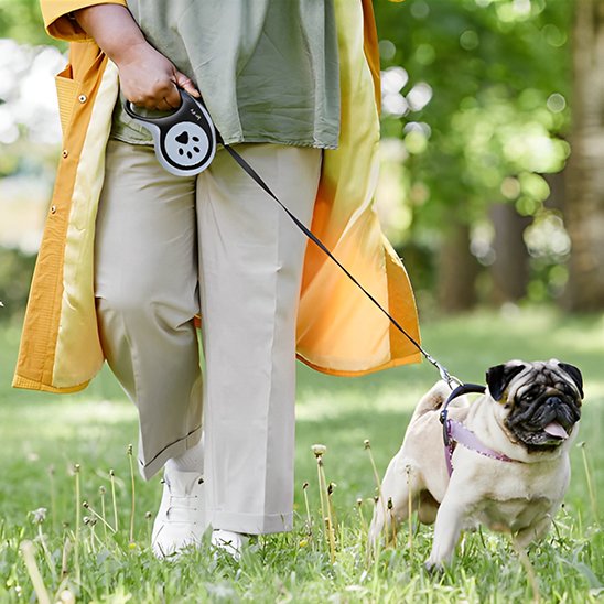 petit chien promenade en laisse en forêt