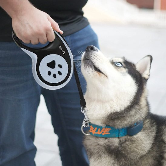 husky en laisse se promène en ville avec son maître