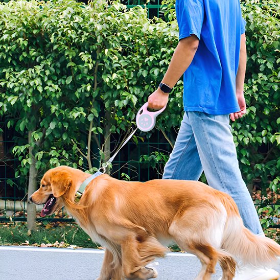 chien et son maître se promènent ensemble