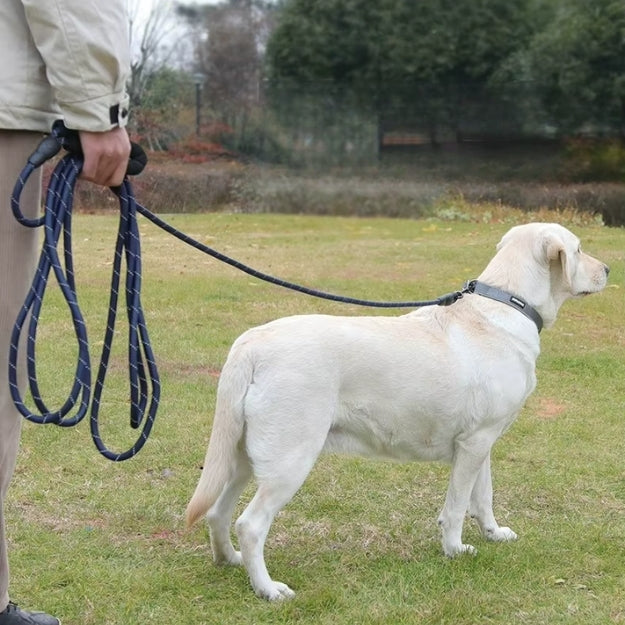 Longe pour chien | Confortable et Robuste