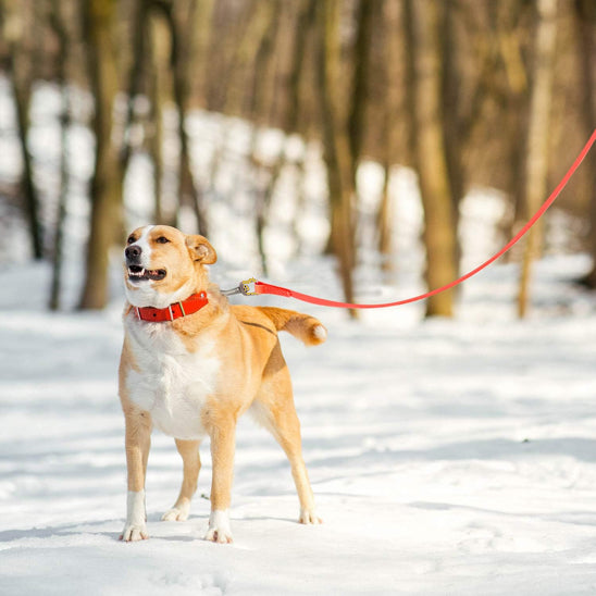 Longe pour chien | Vacances™