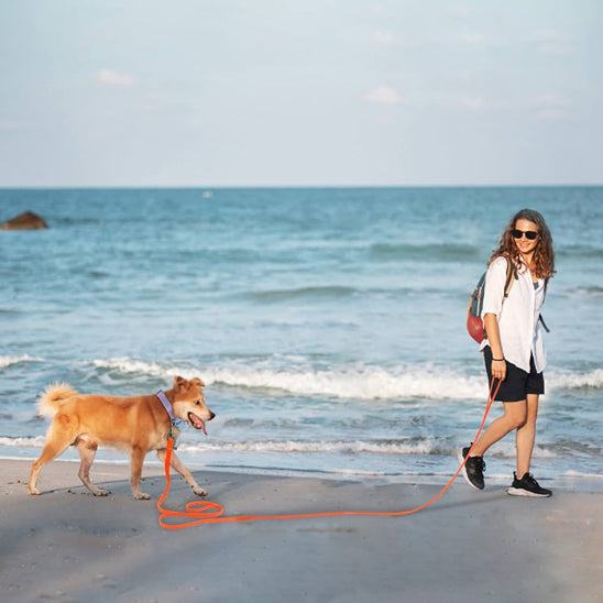 Longe pour chien | Vacances™