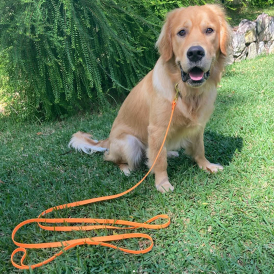 Longe pour chien | Vacances™