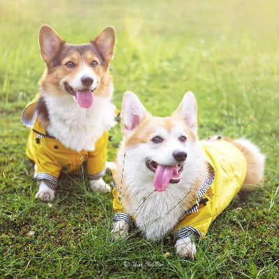 manteau chien ciré jaune 2 chiens assis sagement