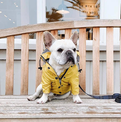 manteau chien ciré jaune assis sur un banc