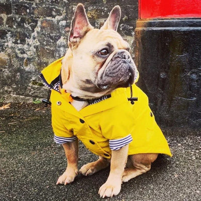 manteau chien ciré jaune chien assis attend