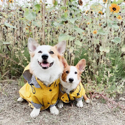 manteau chien ciré jaune deux chiens heureux