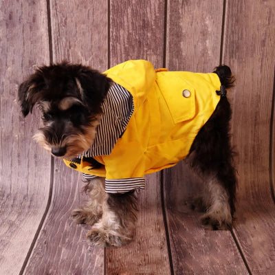 manteau chien ciré jaune debout sur banc