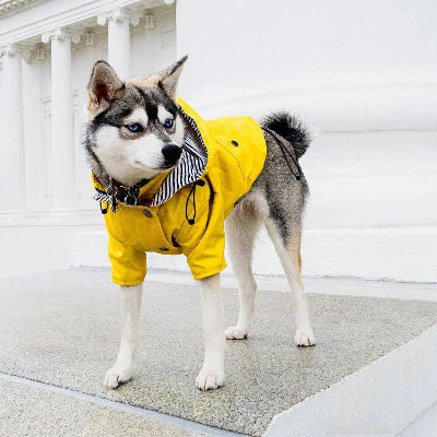 manteau chien ciré jaune beau husky