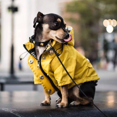 manteau chien ciré jaune en ville