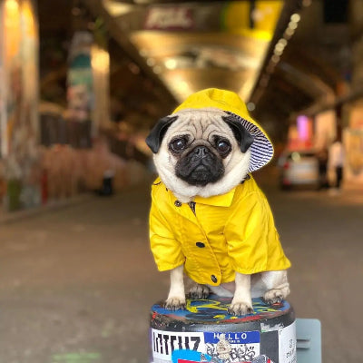 manteau chien ciré jaune extérieur ville
