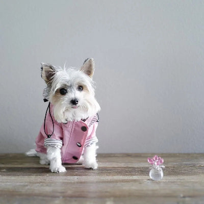 manteau chien ciré rose petit chien pose
