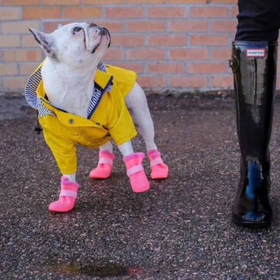 manteau chien en ciré jaune regarde sa maßtresse