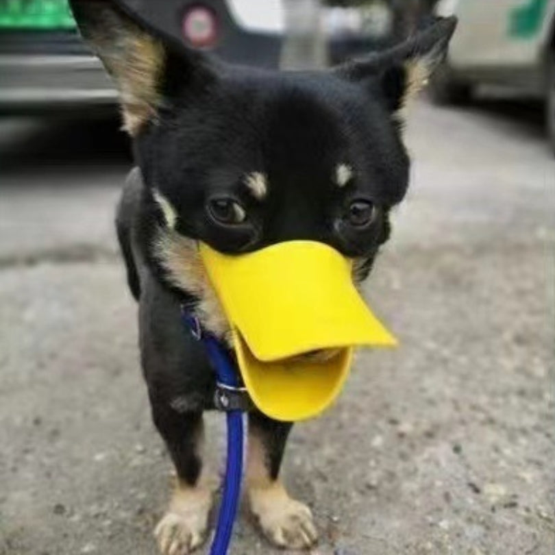 muselière chien en ville