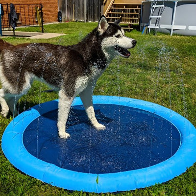 Piscine pour chien Coolpet chien heureux cour