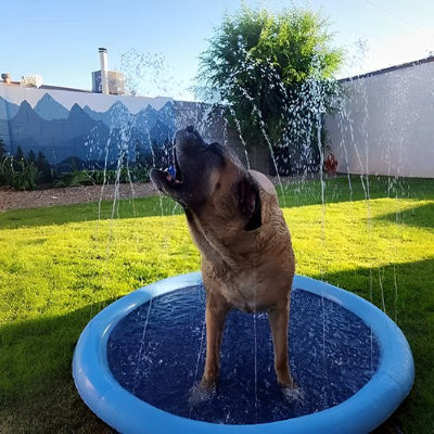 Piscine pour chien Coolpet au jardin avec chien qui boie l'eau