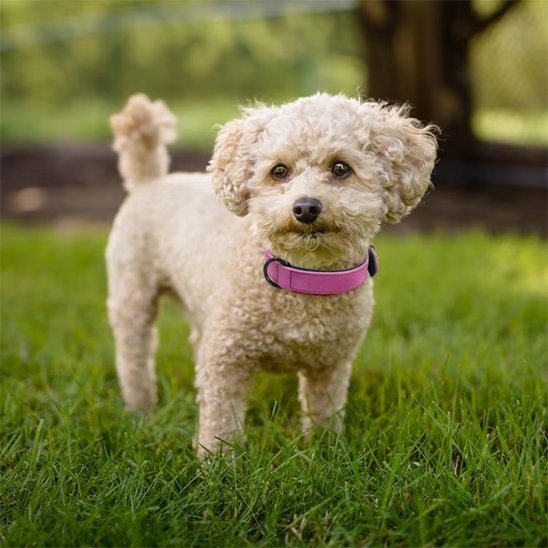 Collier chien | Confort Premium