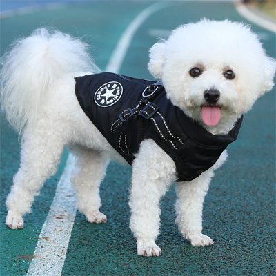 Manteau Chien | MaxiToutâą
