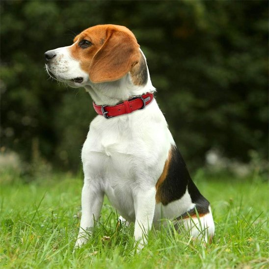 Collier chien | Confort Premium