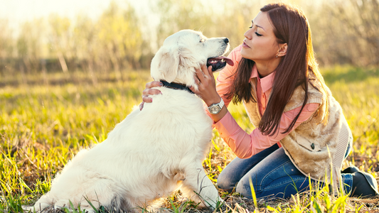 Complicité avec son chien