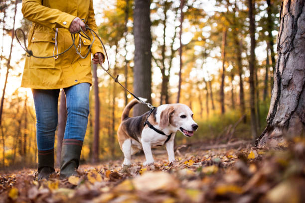 A quel âge mettre un harnais à un chiot ?