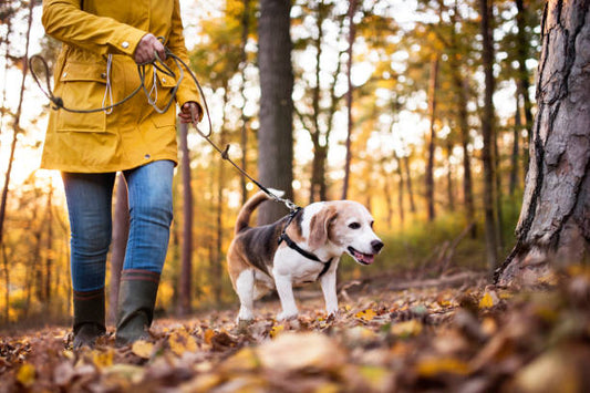 A quel âge mettre un harnais à un chiot ?