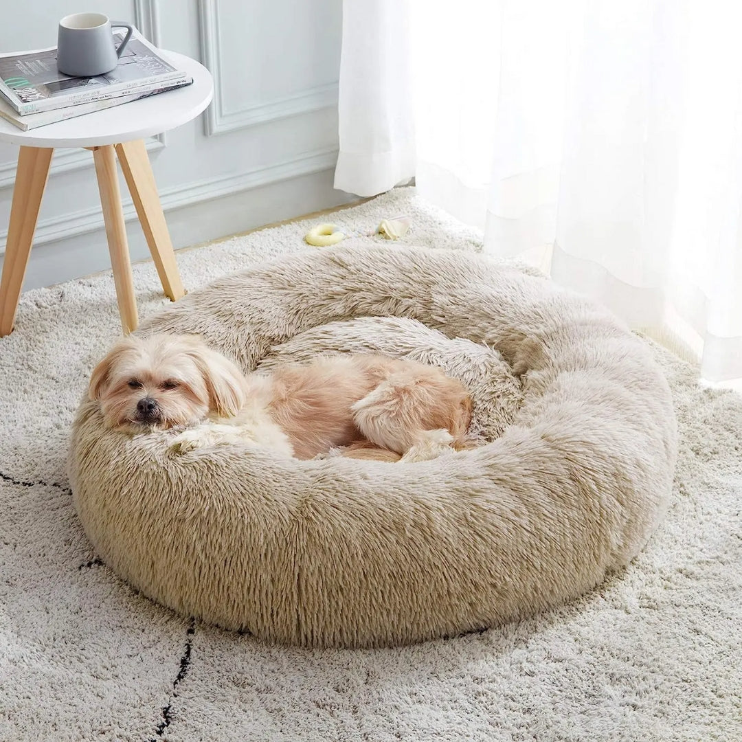 Confort et Bien-Être de votre chien