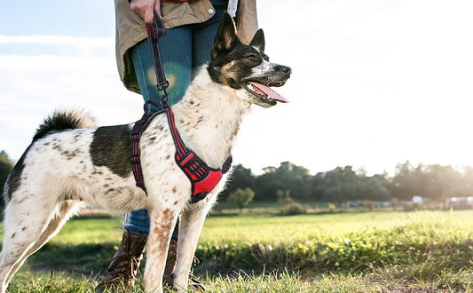 Comment choisir un harnais pour chien ?
