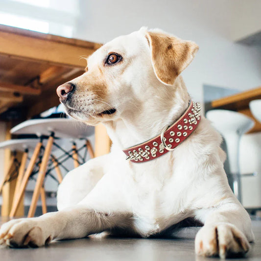 Le collier pour chien