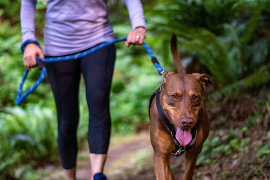 Harnais pour chien, comment le mettre ?