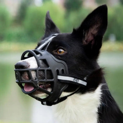 Muselière chien