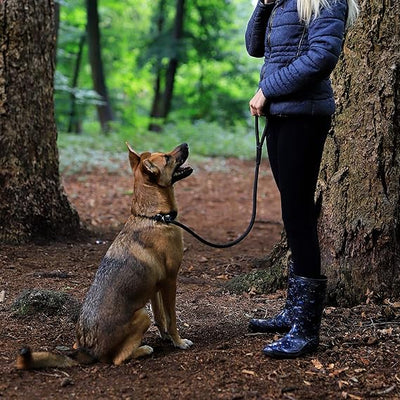 promenade en forêt sécurisée avec la laisse chien