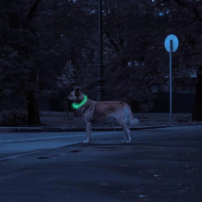 Collier Lumineux Chien | NightSafe™