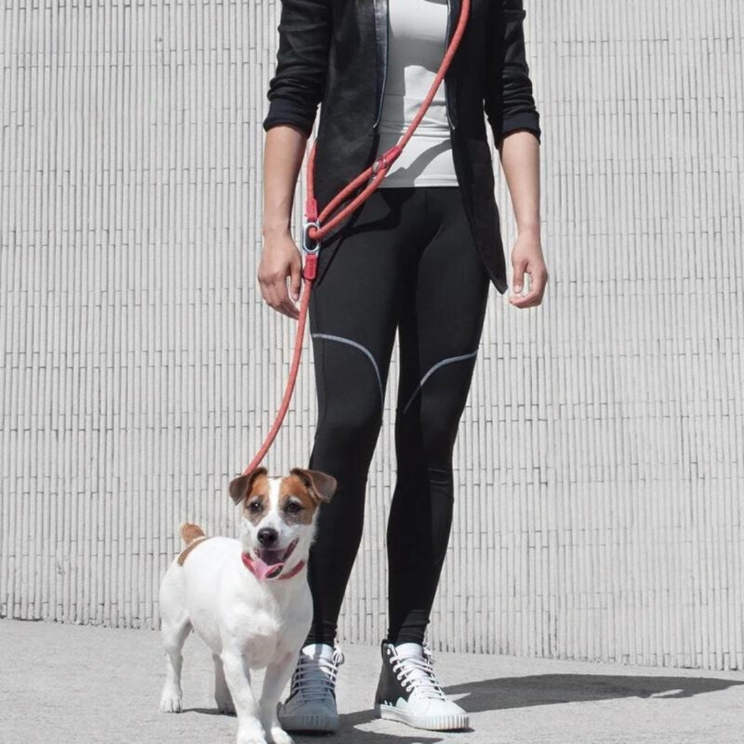 Laisse mains libres pour chiens - Multicolore