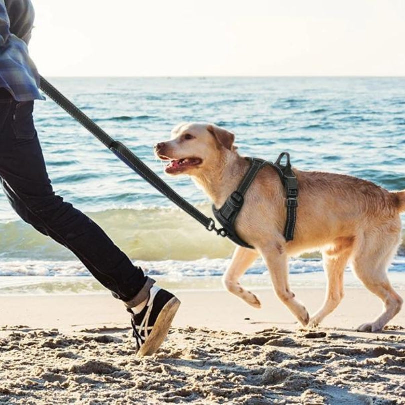 harnais-anti-traction-chien-plage