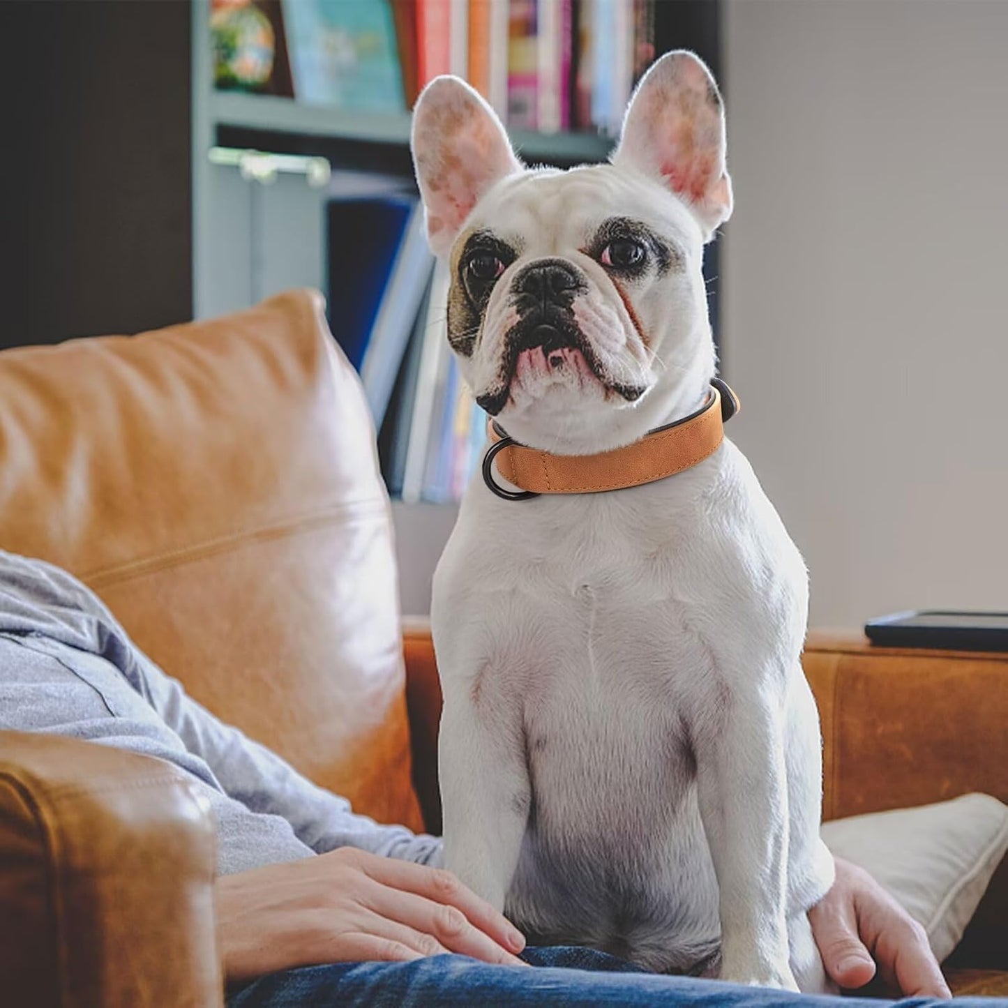 Collier chien | Confort Premium