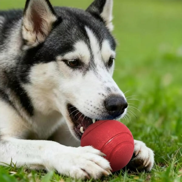 Ballon pour chien indestructible | Ultra-résistant