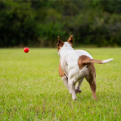 Ballon pour chien indestructible | Ultra-résistant