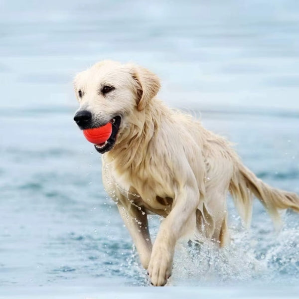 Ballon pour chien indestructible | Ultra-résistant
